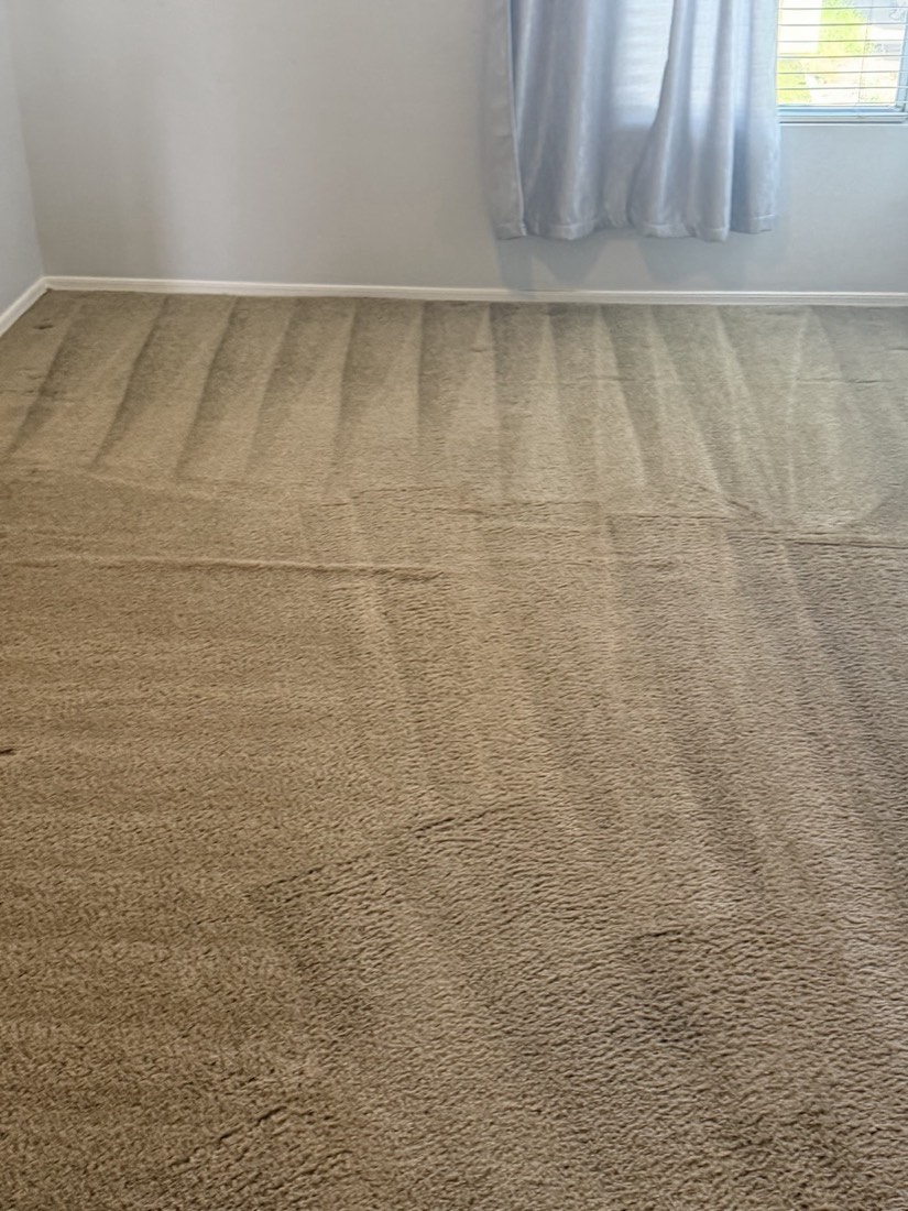 Close-up of fresh vacuum lines in a tan carpet